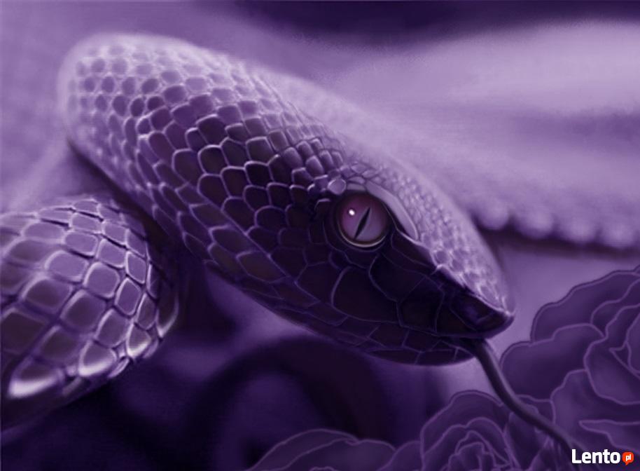 Змея фиолетовая красивые фото и картинки
