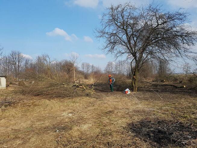 Archiwalne Wycinka I Karczowanie Drzew P Ock