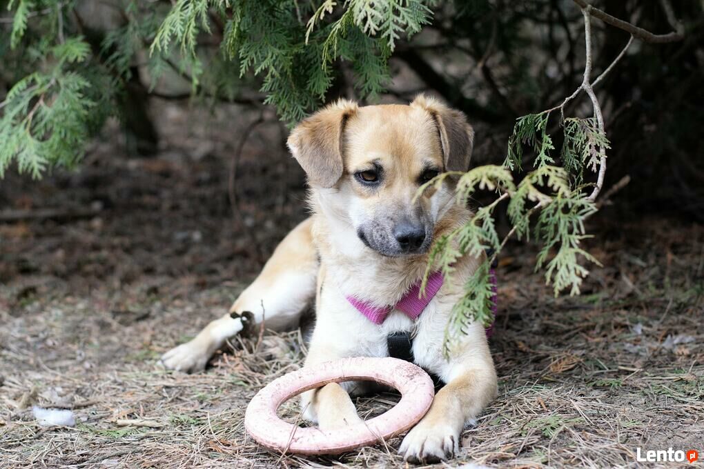 Za darmo, do adopcji psiak Mikuś, biszkoptowy, 14miesięcy Łódź