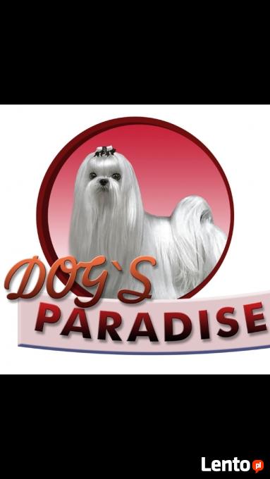 Dogs Paradise Fryzjer Dla Psów Gliwice