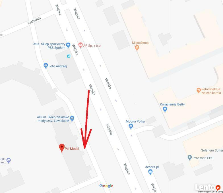 Fryzjer Dla Psa Psi Model Białystok