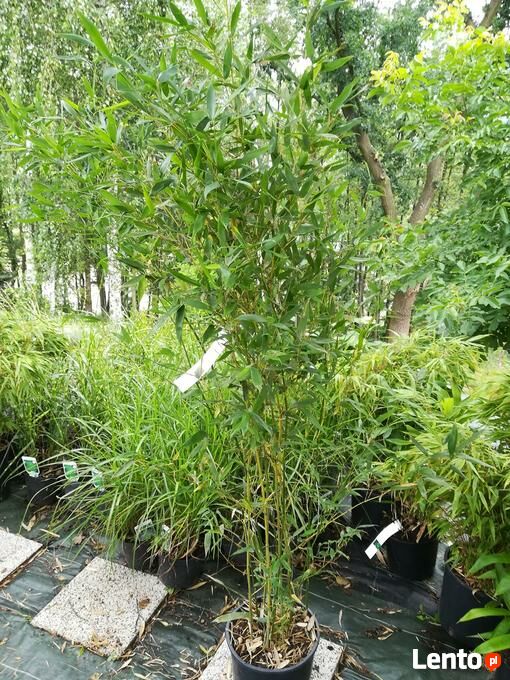 Archiwalne Bambus DRZEWIASTY Phyllostachys Humilis 3L 140-200cm KRAKW  Krakw