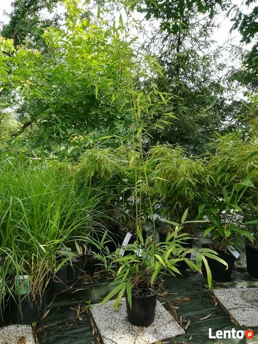 Archiwalne Bambus DRZEWIASTY Phyllostachys Humilis 3L 140-200cm KRAKW  Krakw