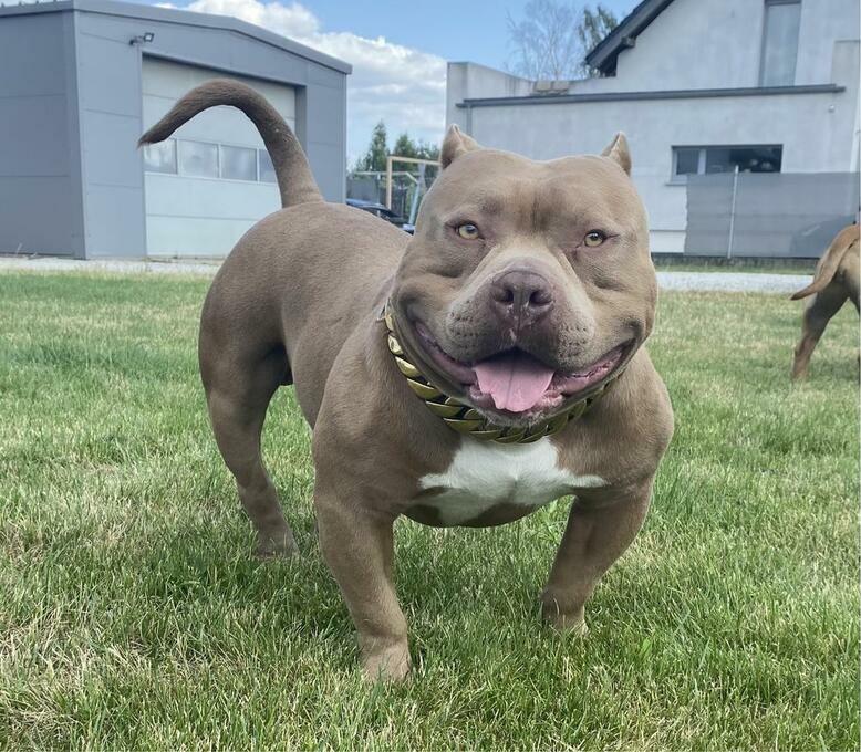 Pocket best sale extreme bully