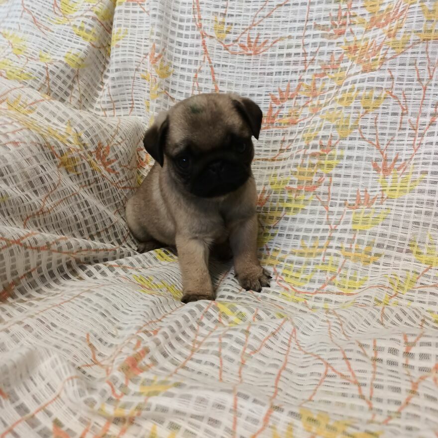 MOPS szczeniaki rasy tu SUCZKI kolor beżowy Ślesin