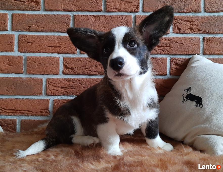 Archiwalne Welsh Corgi Cardigan Łódź