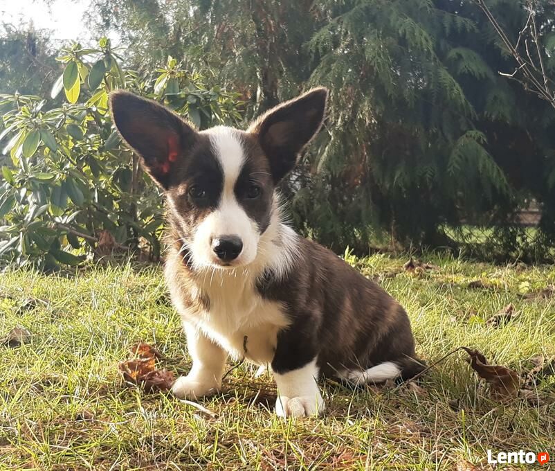 Archiwalne Welsh Corgi Cardigan Łódź