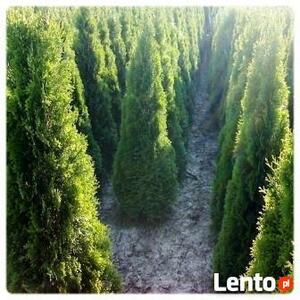 Tuje szmaragd Śląsk wysokie tanio duże 200cm 220cm 240cm 260