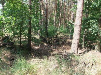 Wycinka lasów i nieużytków, karczowanie