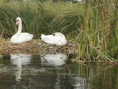 Spływy Krutynią z AS-TOUR  Krutyń oraz Ukta - 15