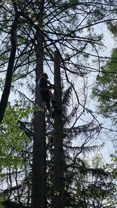 Sekcyjna wycinka drzew Mateusz Turoń Wisła - 2