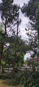 Sekcyjna wycinka drzew Mateusz Turoń Wisła - 13