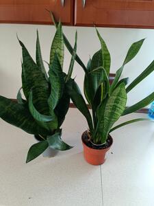 Sanseveria roślina doniczkowa