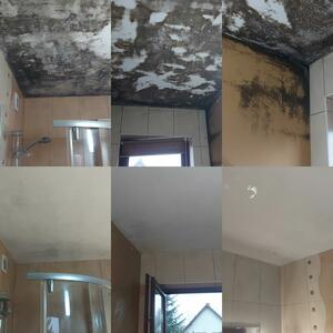 Derty Serwis Odgrzybianie Chemiczne - 4