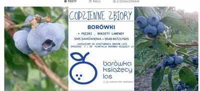 BORÓWKA KSIAZECY LAS - 4