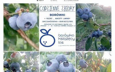 BORÓWKA KSIAZECY LAS - 1