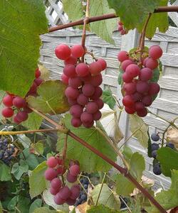 Winogono