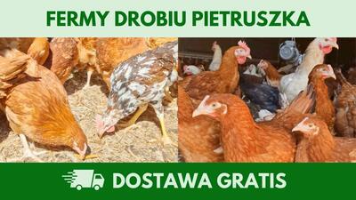 FERMY DROBIU PIETRUSZKA - 2