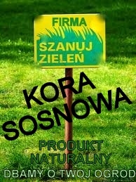 KORA SOSNOWA OBORNIK ZIEMIA WROCŁAW DOLNY ŚLĄSK Z DOSTAWĄ