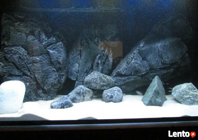 Akwarium w Twoim domu