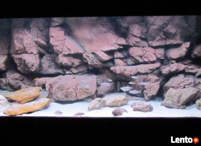 Akwarium w Twoim domu