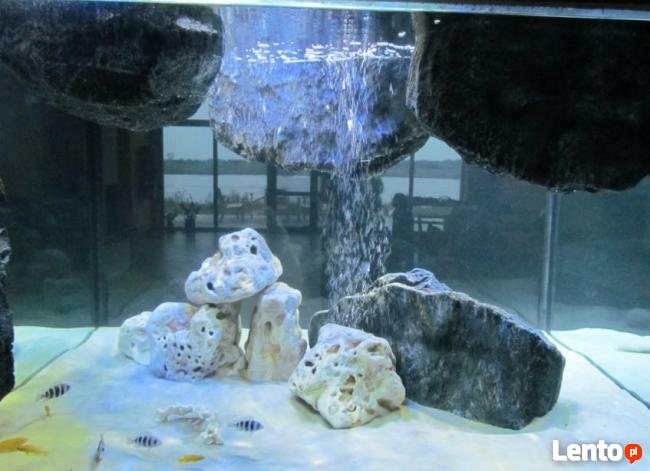 Akwarium w Twoim domu