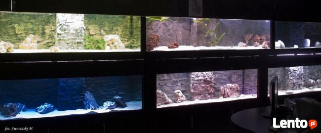 Akwarium w Twoim domu