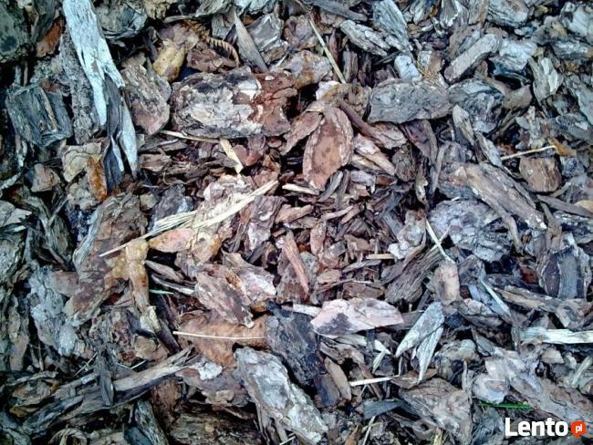 KORA SOSNOWA LUBIN LEGNICA WOŁÓW ŚRODA BRZEG DOLNY