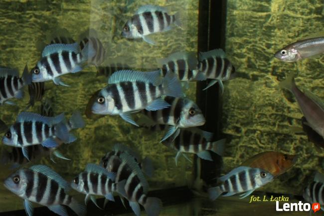 Ryby Tanganika Cyphotilapia Frontosa Moba Blue Zaire