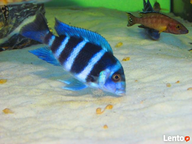 Ryby Tanganika Cyphotilapia Frontosa Moba Blue Zaire