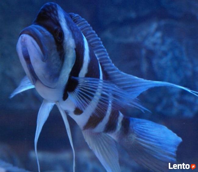 Ryby Tanganika Cyphotilapia Frontosa Moba Blue Zaire