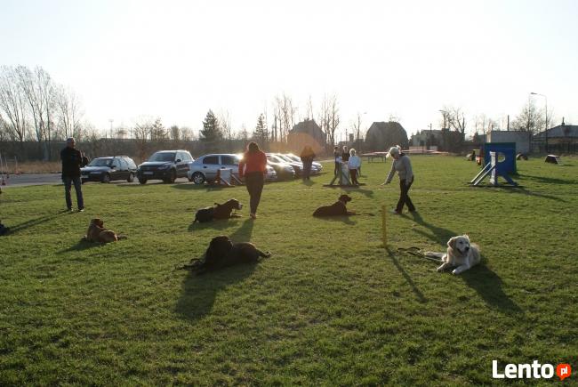 SZKOLENIE PSÓW W LEGNICY