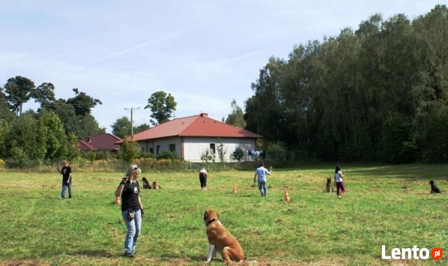 SZKOLENIE PSÓW W LEGNICY