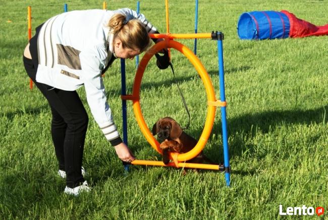 SZKOLENIE PSÓW W LEGNICY