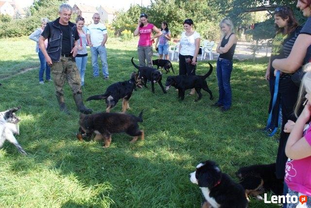 SZKOLENIE PSÓW W LEGNICY