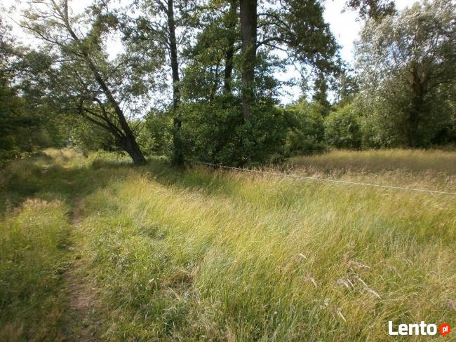 Działki 59 km od W-wy,na łąkach w Prabutach pow.Wyszków,