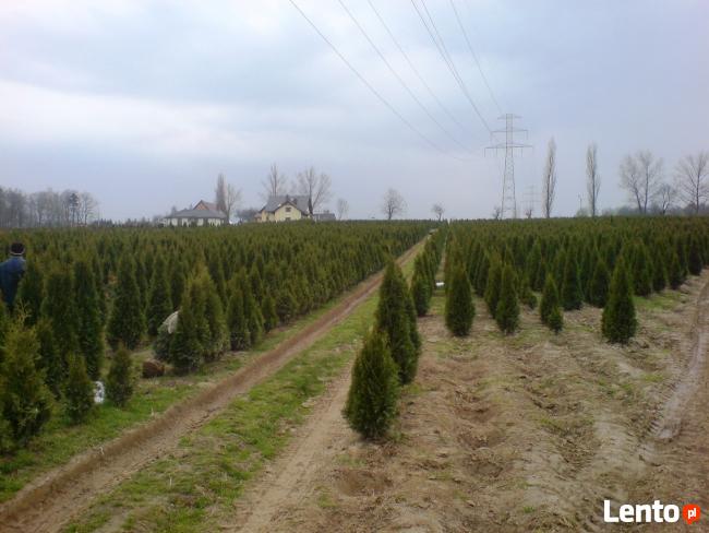 Tuje szmaragd Śląsk wysokie tanio duże 160cm 180cm 200cm
