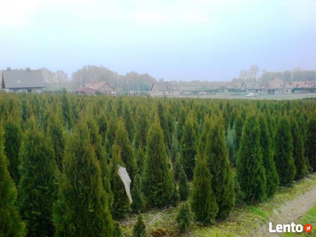 Tuje szmaragd Śląsk wysokie tanio duże 160cm 180cm 200cm