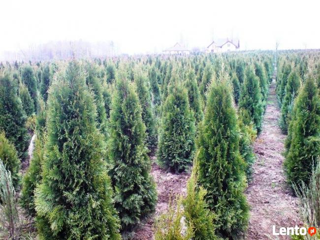 Tuje szmaragd Śląsk wysokie tanio duże 160cm 180cm 200cm