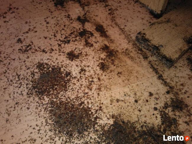 Sprzątanie Mieszkań Po Zmarłych Zbieraczach Dezynfekcje