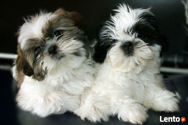 SHIH TZU-szczenięta z rodowodem ZKWP- FCI