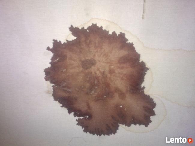 Vector-sprzątanie po zgonach -30% opróżnianie mieszkań