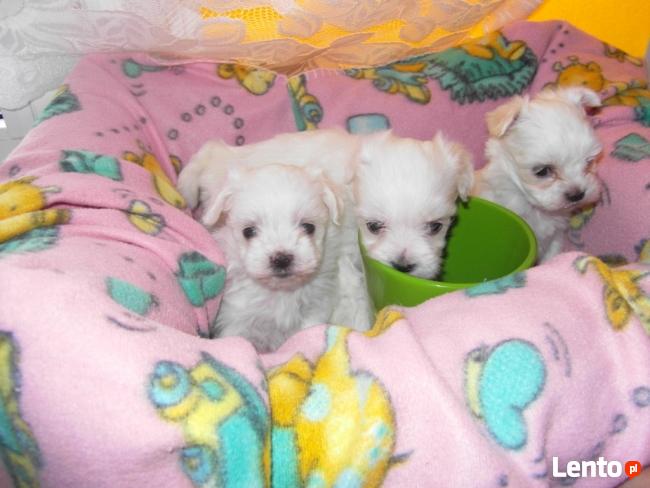 Maltanczyk, Maltańczyki, rasowe, piekne laleczki :-)