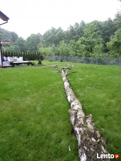 Wycinka Drzew, Pielęgnacja Drzew, Usuwanie Gałęzi