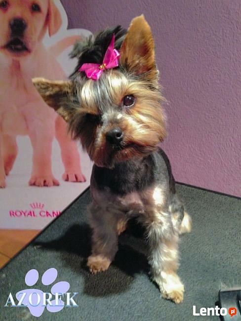 Strzyżenie psów kotów Psi fryzjer Fryzjer dla psa Chorzów