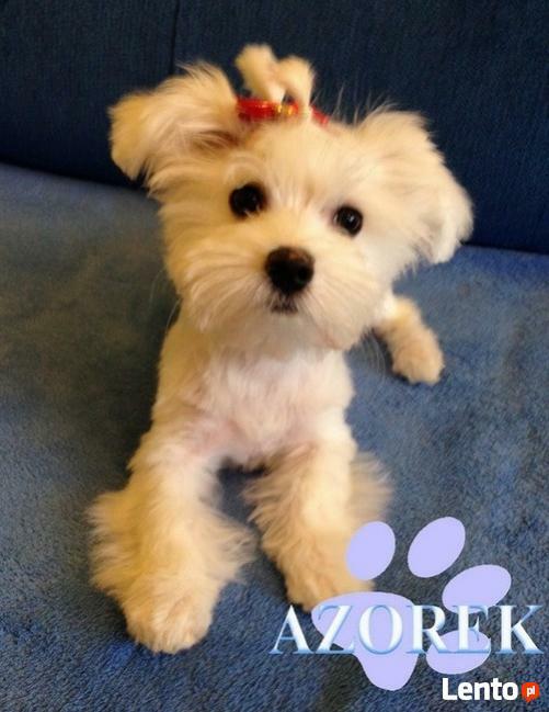 Strzyżenie psów kotów Psi fryzjer Fryzjer dla psa Chorzów