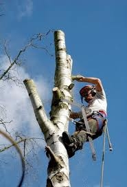 Wycinki drzew wycinka drzew Stalowa Wola Tarnobrzeg