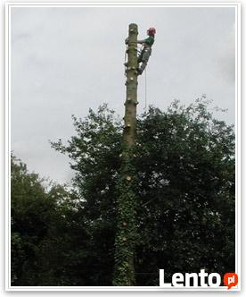 Wycinki drzew wycinka drzew Stalowa Wola Tarnobrzeg