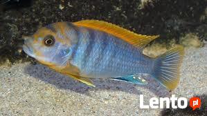 rybki pyszczaki Labidochromis Hongi