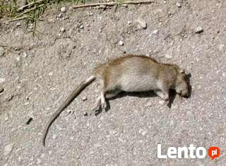 Zakład DDD - Dezynfekcja Dezynsekcja Deratyzacja Kędzierzyn